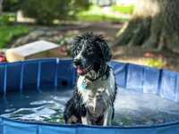 Beat the summer heat: keeping dogs safe and cool